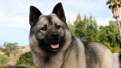 Norwegian Elkhound Dog Breed Information | Purina